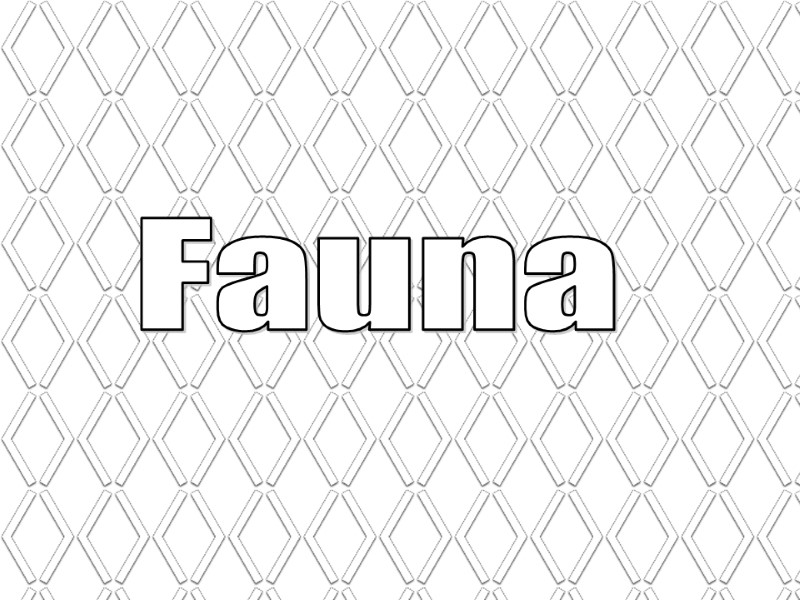 Fauna